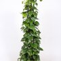 Epipremnum 'Aureum' 125-150 cm